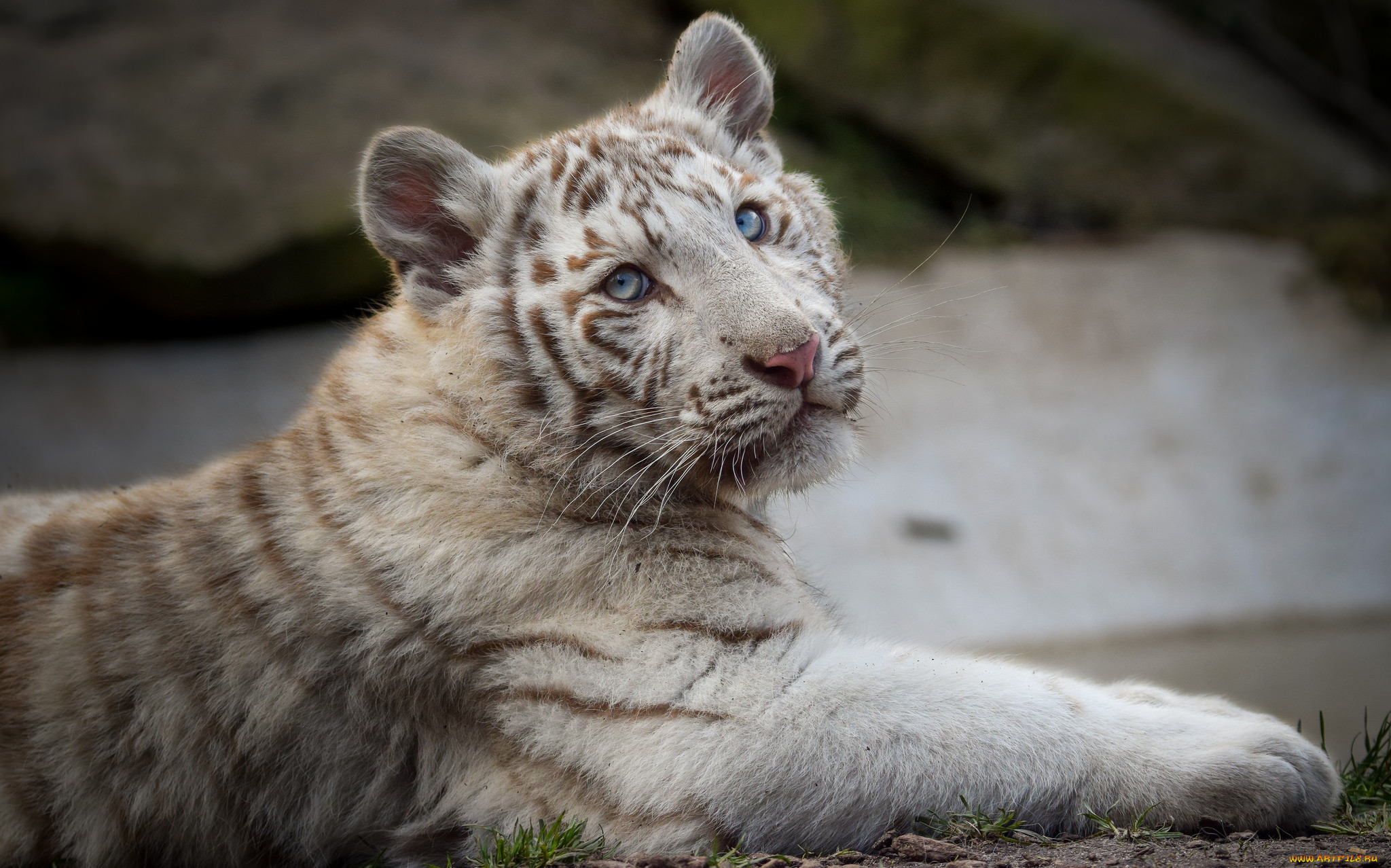 white tiger, , , , 